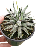 Haworthia Cape Town 